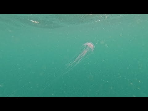 Gold Coast Seaway - 29.12.2024 | Entry #16
