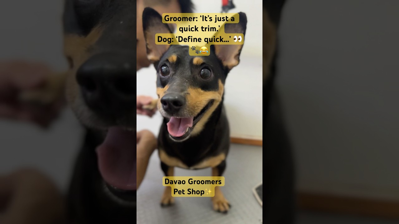 Worried about nail trimming?Don’t stress, we got you! 🐾 Visit Davao Groomers Pet Shop 📞09108623714