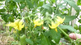 видео: Сорта новинки томатов 2025 года картинка: Сорта новинки томатов 2025 года