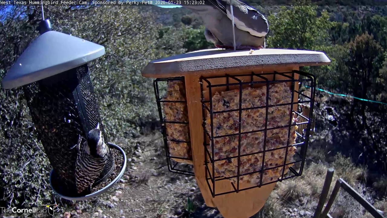 Woodpecker Throws Siskin Off Feeder Live At The West Texas