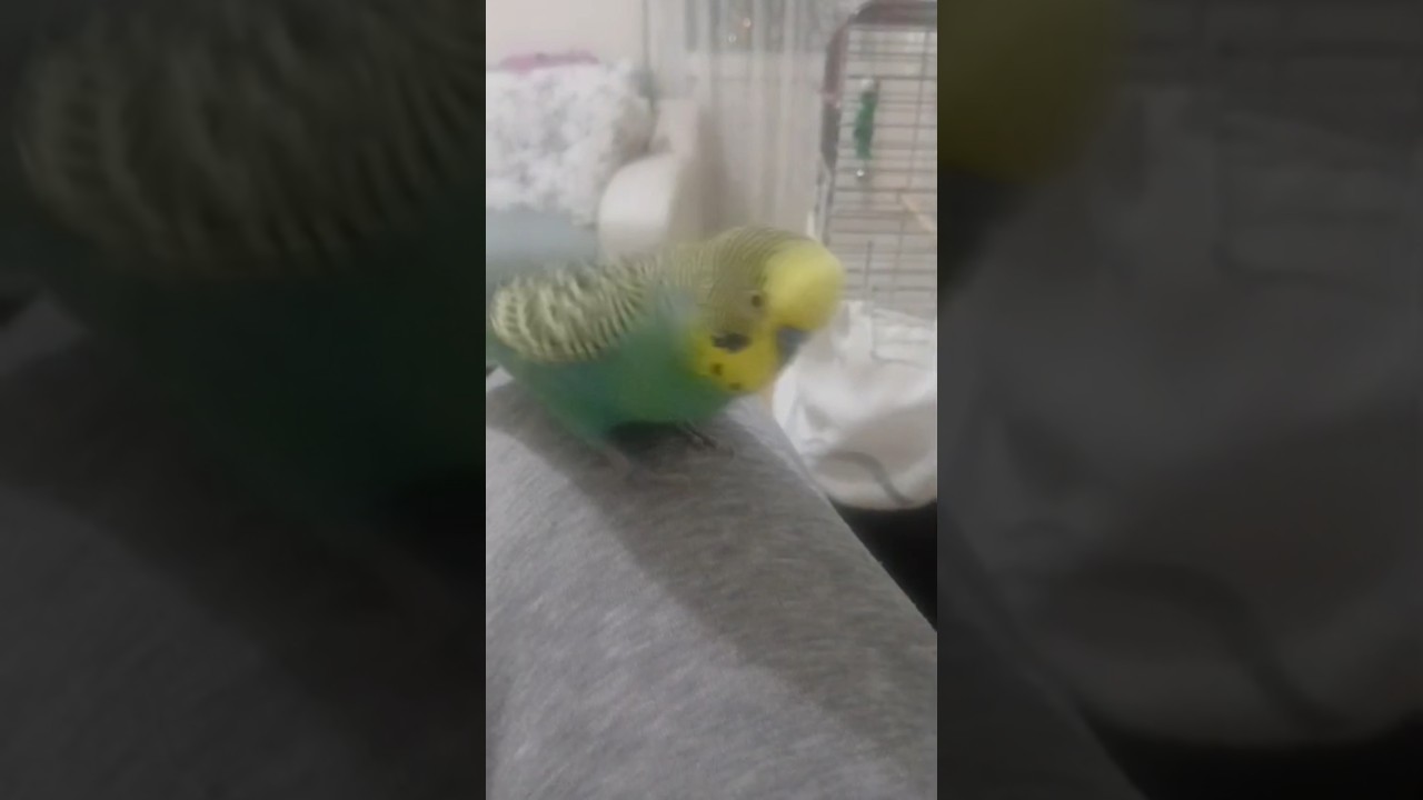 Balım Balım 😂😂 #talkingparot #birds #budgies #dinlendiricisesler #birdsong #parakeet #lovebirds
