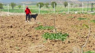 Arı lar Köpeklerime Saldırdı