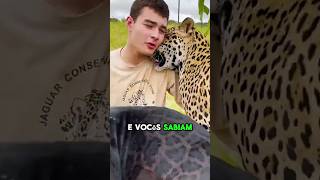 O TAMANHO DA ONÇA PINTADA VARIA?!
