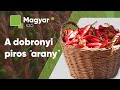 A dobronyi piros "arany" / Доброньське червоне "золото" / Magyar szó / Угорське слово