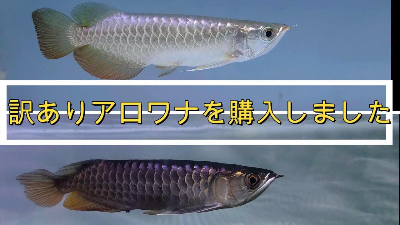009 訳ありのアロワナを購入しました - YouTube