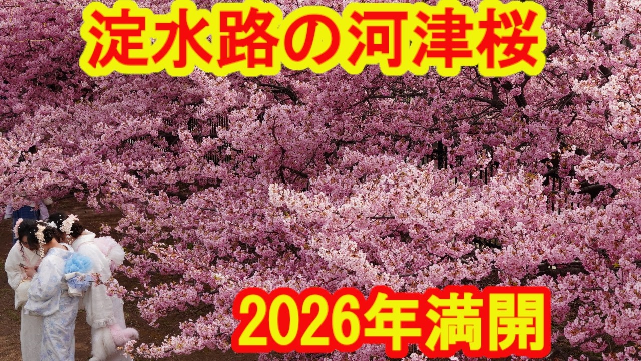 【京都・淀水路の河津桜2026満開！】外国人大喜びで撮影三昧！ピンクの桜が綺麗すぎる3月9日(月)