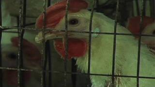 A Better Life For Egg Laying Hens