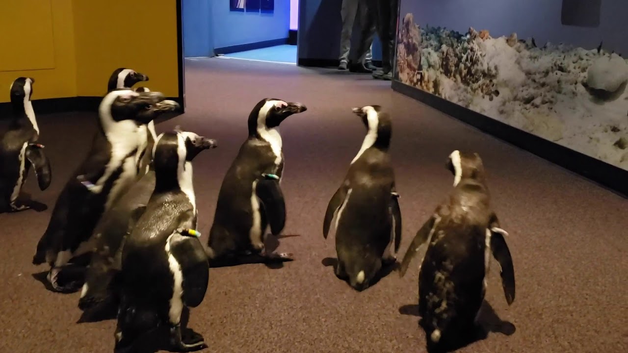 African Penguins Explore at Mystic Aquarium YouTube