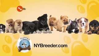 Puppies for Sale Westchester