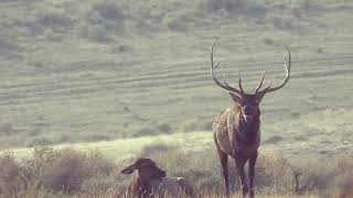 New Mexico GMU Unit 37 Hunting Information