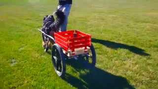 Bernese Mountain Dog Cart Pulling