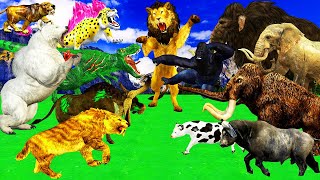 10 Zombie Tiger Lion vs Giant Boss wolf vs Bear Attack Baby Cow Saved by 5 Woolly Mammoth Elephant