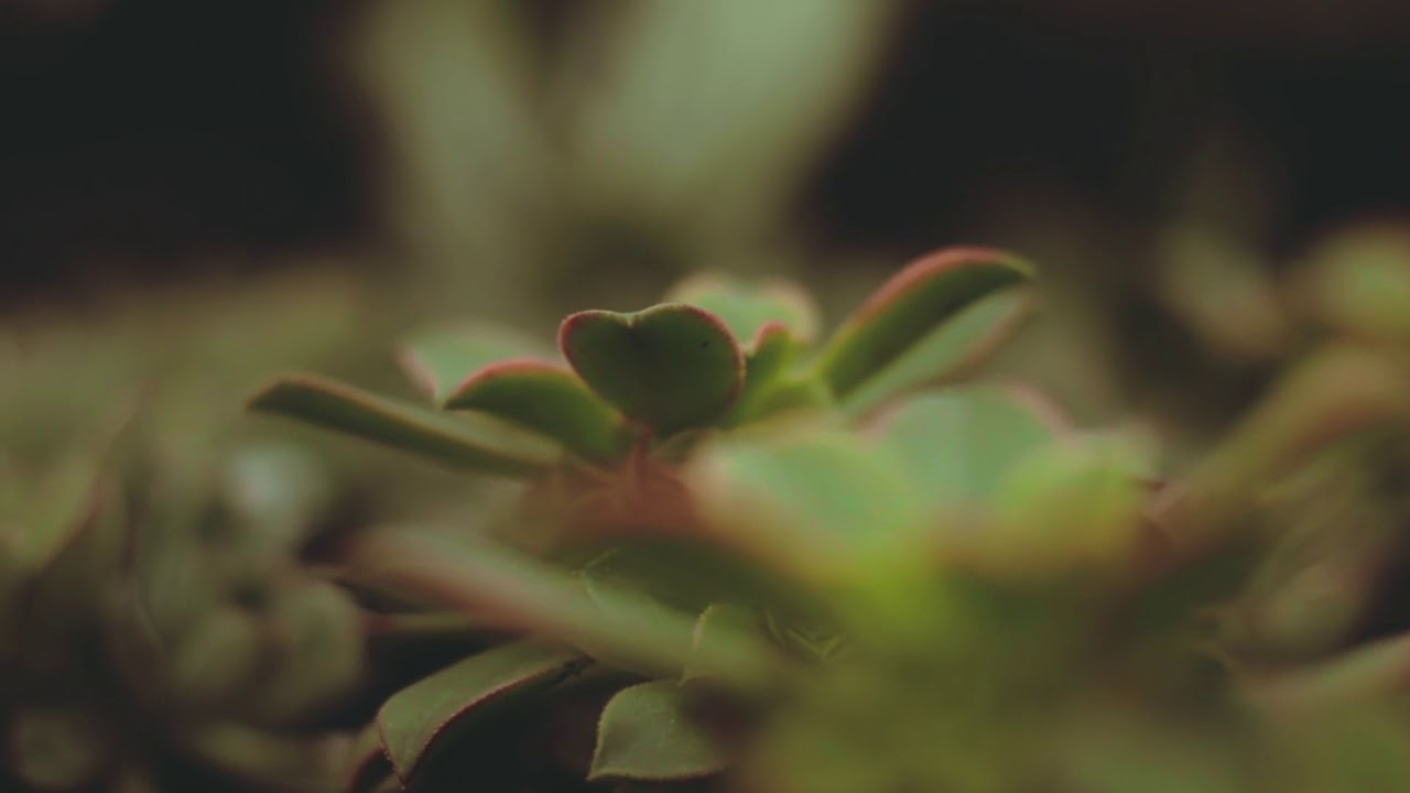 Close-Up Video of Succulent Plants - Free Stock Creative Commons Video