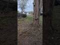 Blue Jays and Squirrels