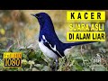 SUARA ASLI BURUNG KACER GACOR BUAT PANCINGAN DAN PIKATAN MP3 DI ALAM LIAR