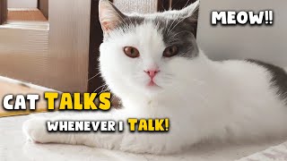 Cat Talking to Her Human!  Cute Conversation by Kittiopia 1,428 views 3 years ago 2 minutes, 14 seconds