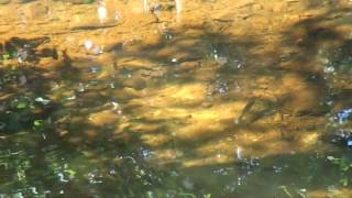 trout caught with a stick and fly old school flyfishing
