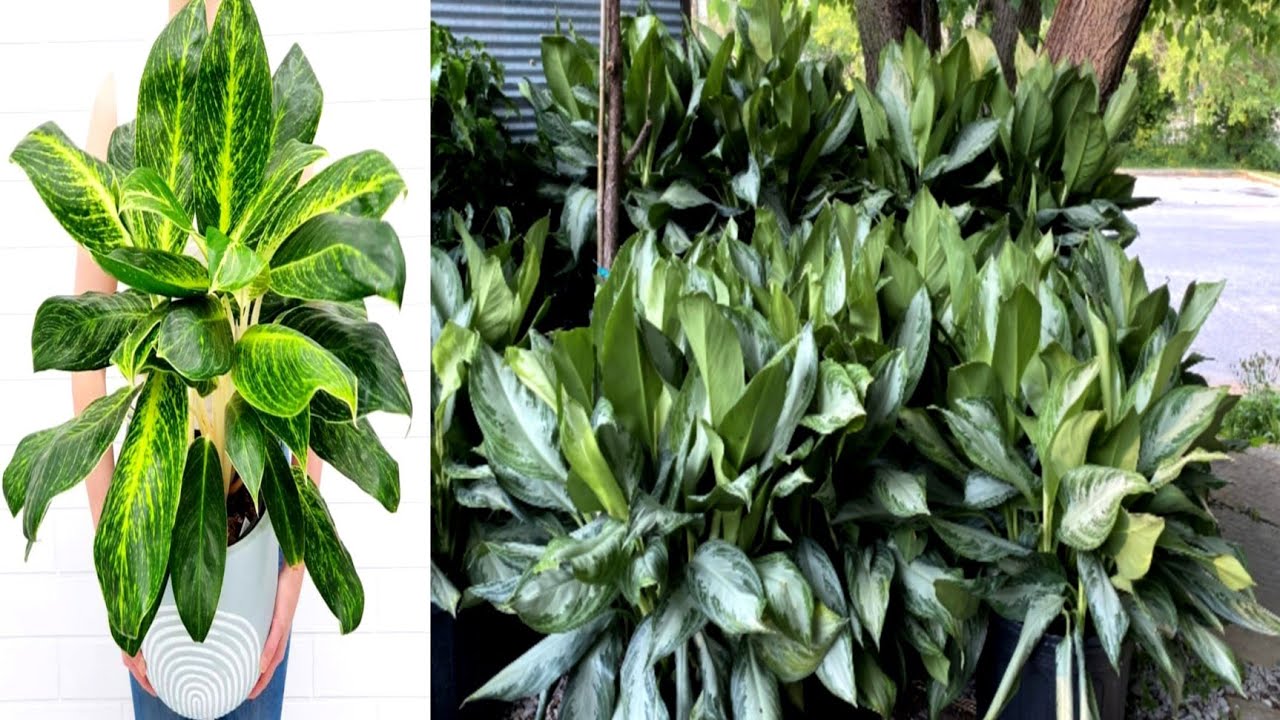 How to Planting and Grow Aglaonema Silver .Bay & Golden Sands."Jeson