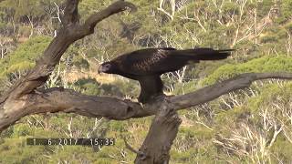 Wedge Tailed Eagles Tasmania