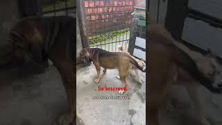 Fiel na simplicidade. #petsfofinhos #cachorrosdivertidos #pets #cachorros #petlover #meufila.