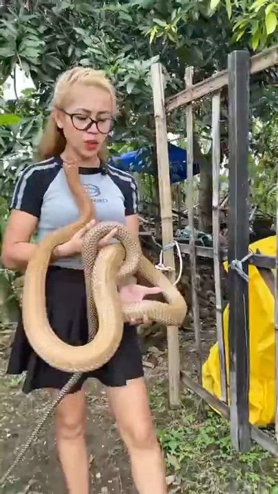 Vebby's Quick Action! The Red King Cobra Almost Got Injured by Ucul & Cemong! #shortvideo #shotrs...