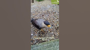 The oldest Crested Caracara!