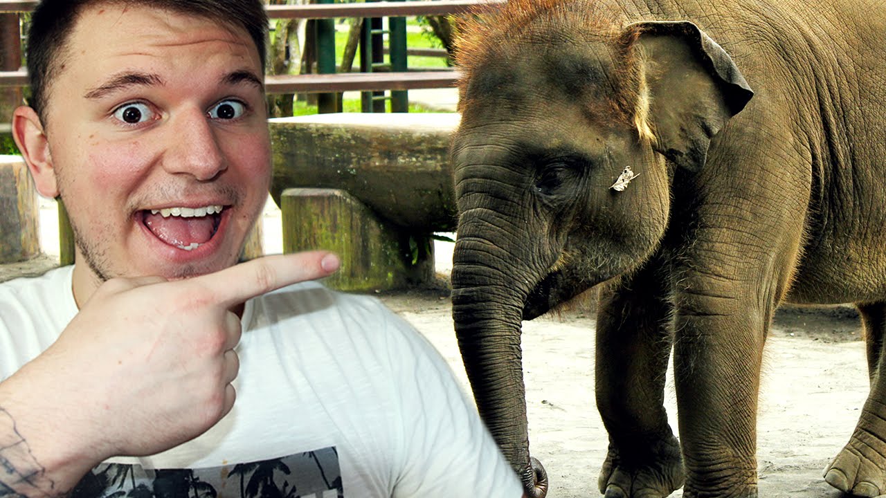 MY ELEPHANT PET ;0 Rodeo Stampede iOS YouTube