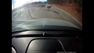 Dashcam Video - Two deer on Opdyke Rd. in Auburn Hills