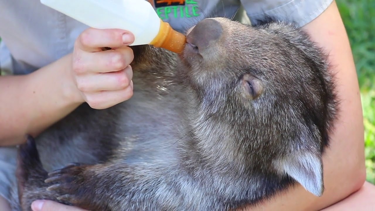 sydney schneider BABY ANIMAL MOTHERS CLUB! | The Australian Reptile Park