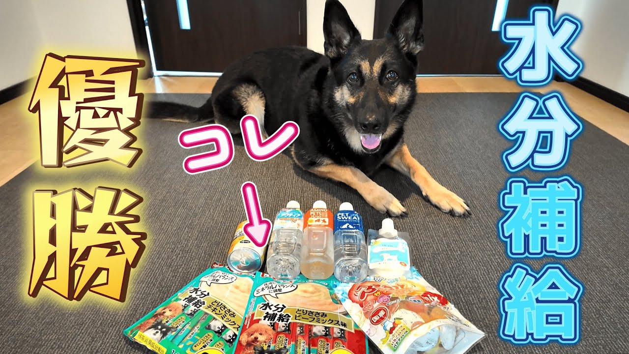 犬用の水分補給アイテム買ったら、まさかの”アレ”が優勝しましたw【熱中症対策】