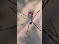 spider man spider man , marvel  , spider , # ho viral # marvel # insect