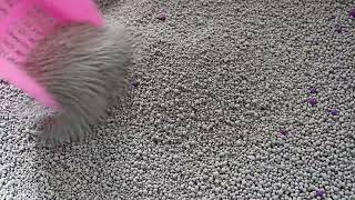 Factory price bentonite cat litter by Emily pets 14 views 1 month ago 34 seconds