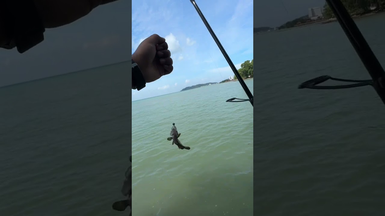 Huge grouper caught with ajing fishing 