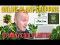 Where To Buy Rare Plants Online Houseplant Shopping Spring 2026 