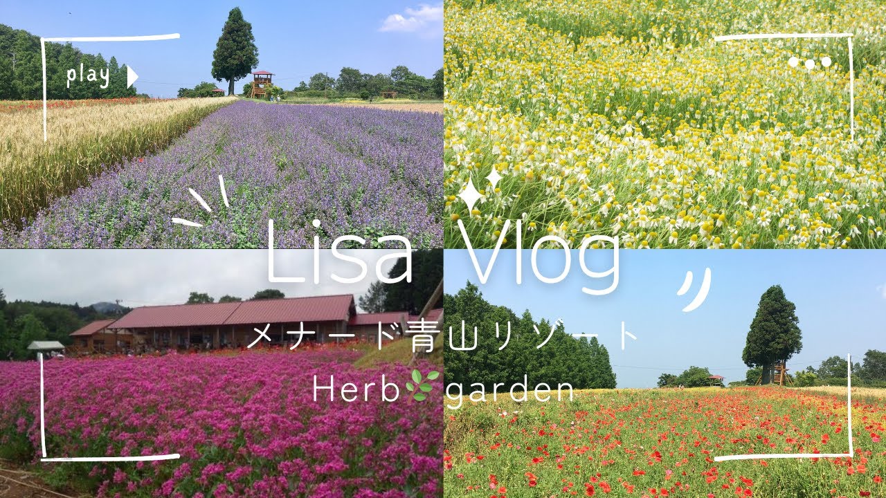 メナード青山リゾート🌿ハーブガーデン三重県観光・三重県おでかけ・カモミール・ラベンダー🪻ポピー・セイジ・三重県の日帰りプラン・三重県青山高原🍦ラベンダーソフト・ハーブティー・HerbGarden