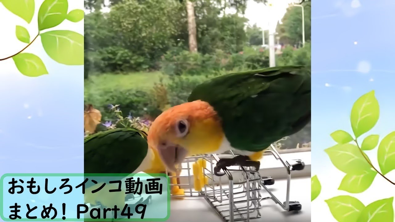 可愛い画像 【面白 インコ】おもしろインコ動画まとめ！#49【かわいい】