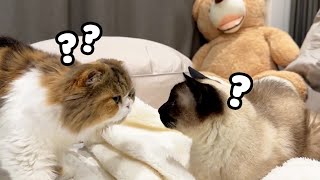 Breaking News! A New Cat's Infiltrated My House! (ENG SUB)