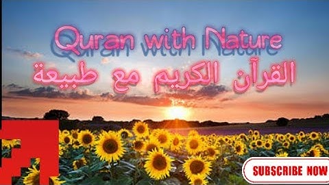 surat Al Nisaa  ❗❗سورة النساء the voice of ❗❗Wadee Al Yamani   صوت وديع اليمني