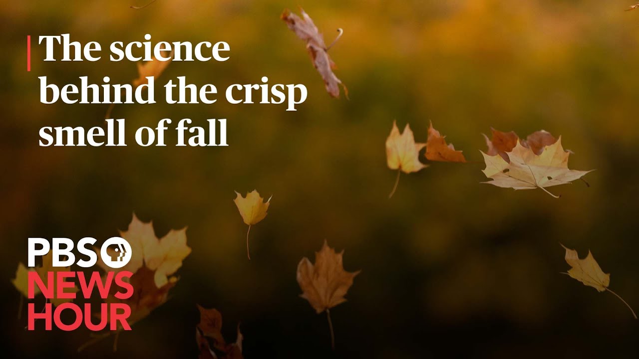 WATCH The science behind the crisp smell of fall YouTube