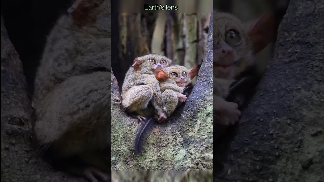 Philippine tarsier perking up at the sound of a hidden Views 