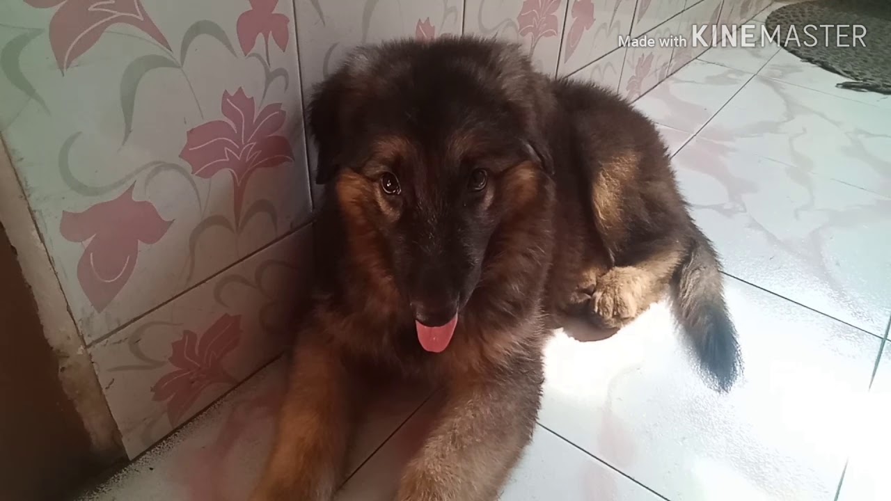 German Shepard double coat dog YouTube