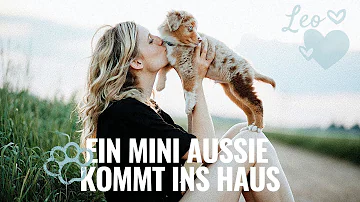 Kann man einen Mini Aussie in der Wohnung halten?