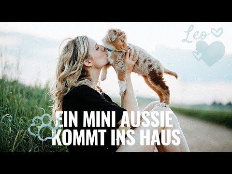 Video: Minyatür Shar-Pei