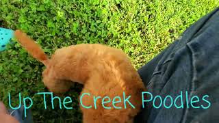 Miniature Poodle Puppy! by Up The Creek Poodles 314 views 9 months ago 1 minute, 8 seconds