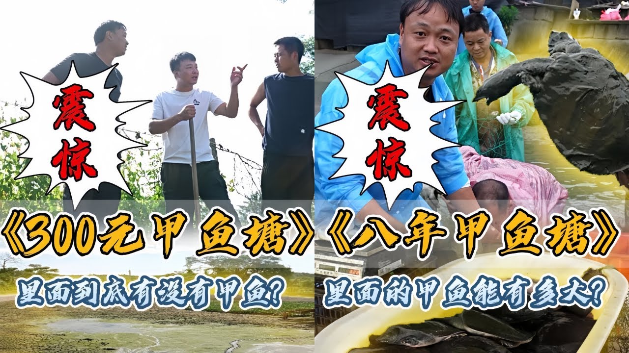 大表哥花300元包下干掉的老甲鱼塘，里面到底还有没有甲鱼？｜盘下养了8年的老甲鱼塘，里面的甲鱼到底有多大？