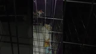 cat eyes shine light