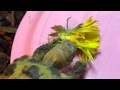 初!Dandelion
