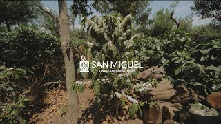 FINCA SAN MIGUEL🇬🇹