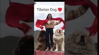 A Beautiful Girl With 2 Bodyguards Tibetan mastiff Dogs # short #shortsvideo#trend