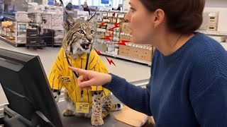 This Rescue Bobcat Argued With Customers Like A Human Try Not Laugh 